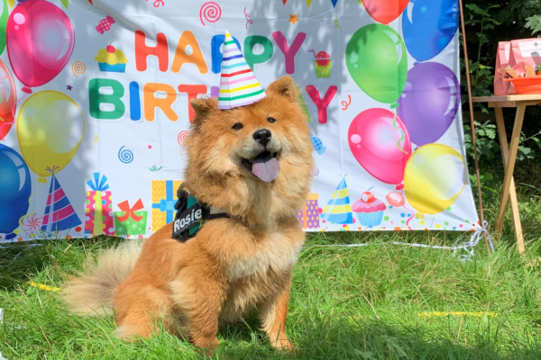 chow chow dog celebrating birthday